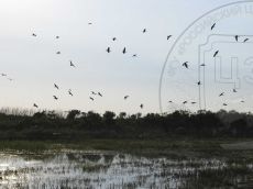 Plegadis-falcinellus_стая